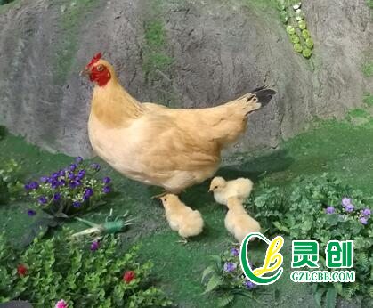母雞標本