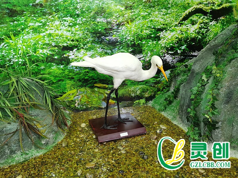 仿真中白鷺標本