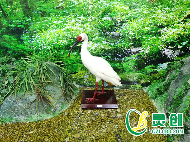 仿真朱鹮標本