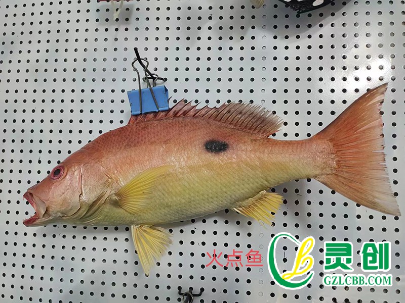 火點(diǎn)魚標(biāo)本